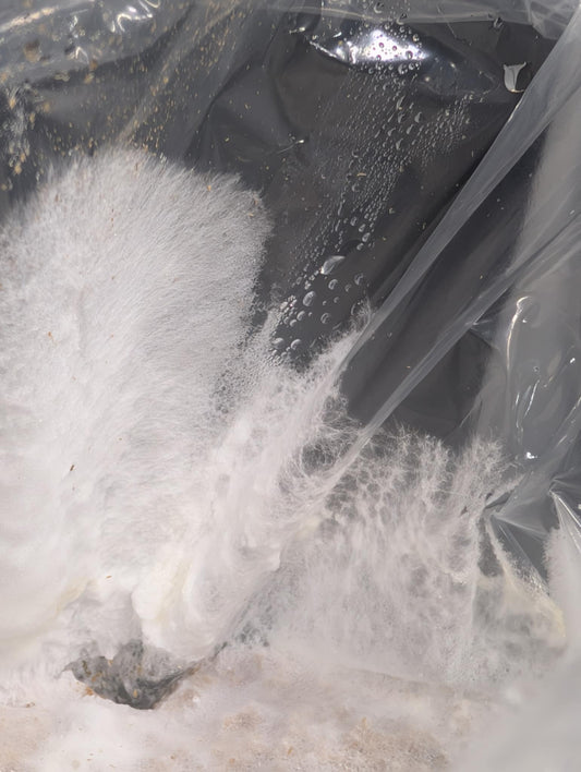 ♻️ Les champignons qui mangent le plastique : une solution naturelle à la pollution ? - Champitopia