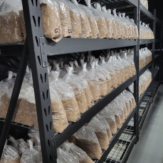 Les kits de culture de champignons Champitopia sont à un prix compétitif - Champitopia