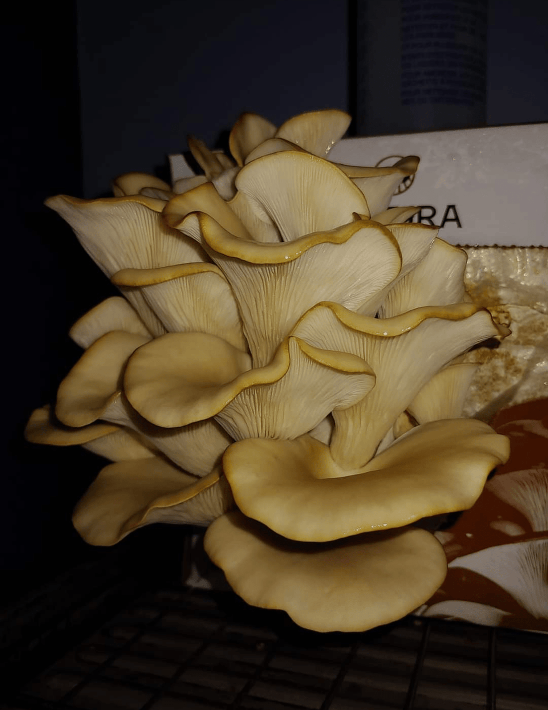 đ Pleurotes : Ces Champignons ColorĂ©s Que Vous Pouvez Faire Pousser Chez Vous ! - Champitopia