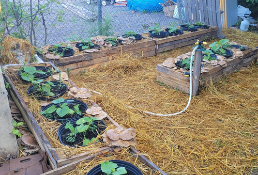 Culture de champignons dans le jardin au Saguenay - Champitopia