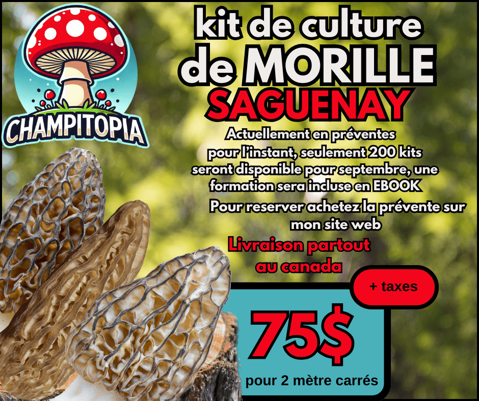 kit de culture de MORILLE - PRÉ - VENTE (septembre) - Champitopia