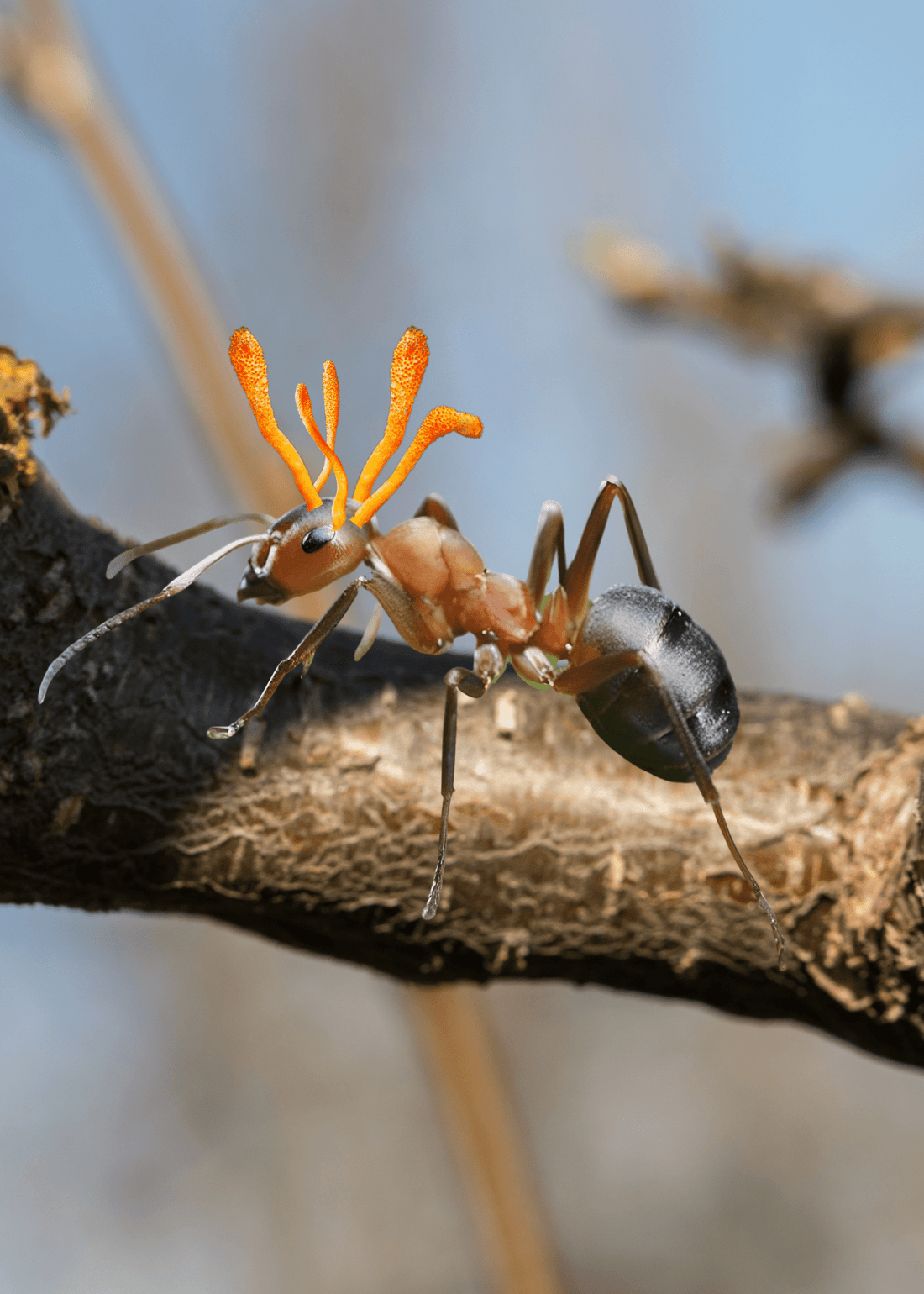 🧠🍄 Le Cordyceps : Le Champignon Qui Transforme les Fourmis en Zombies - Champitopia