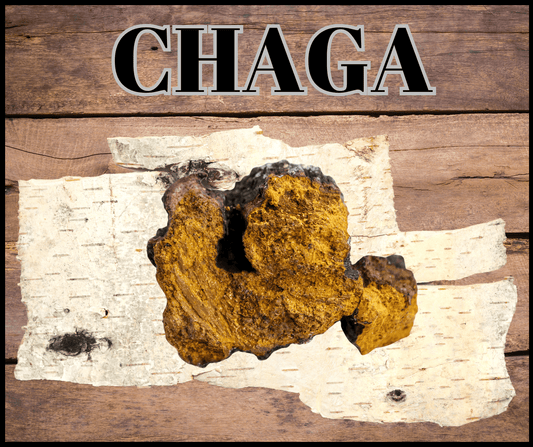 Qu’est-ce que le Chaga et pourquoi pourrait-il changer votre vie ? 🍄✨ - Champitopia