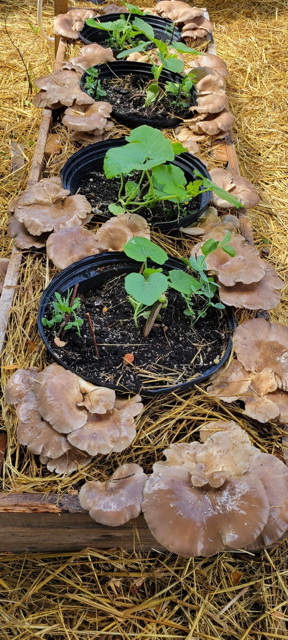 Plate bande de pleurote - Champitopia