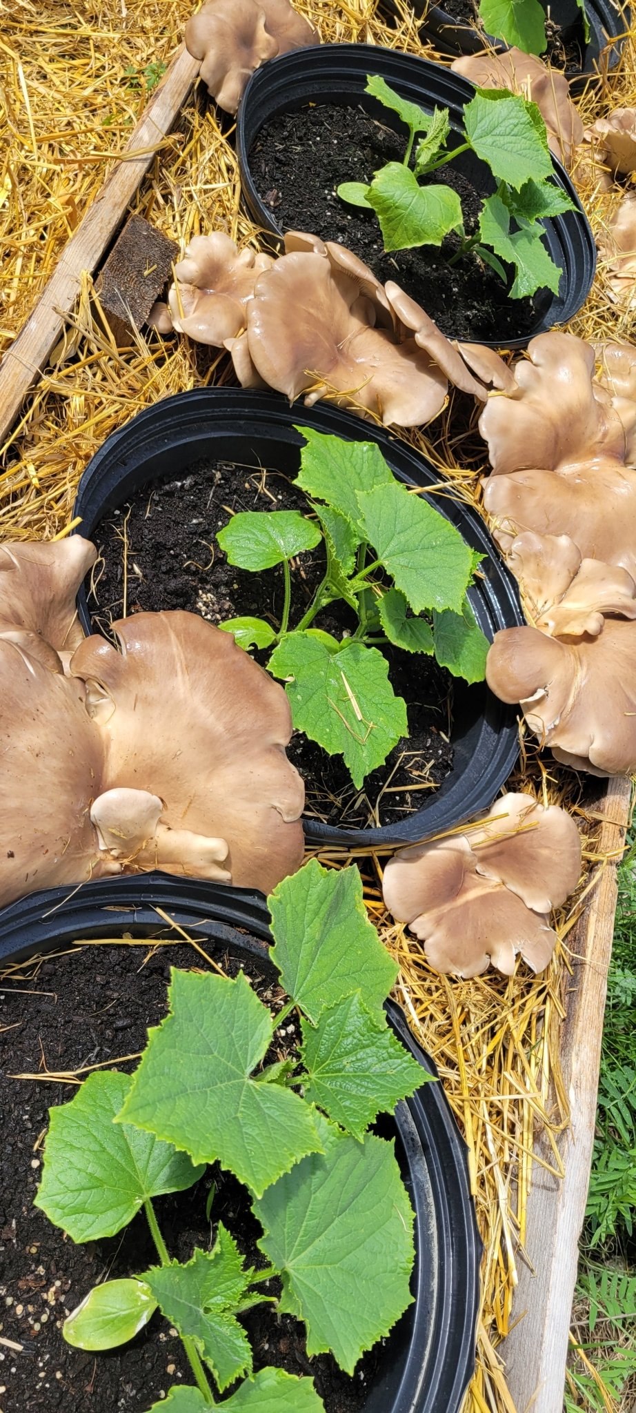Plate bande de pleurote - Champitopia